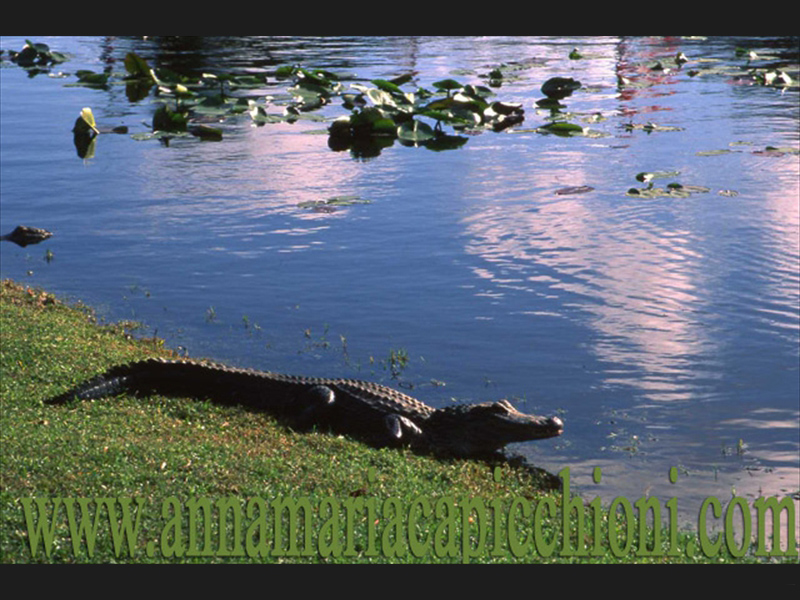 73_bg